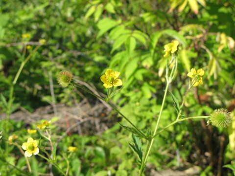 Image of yellow avens