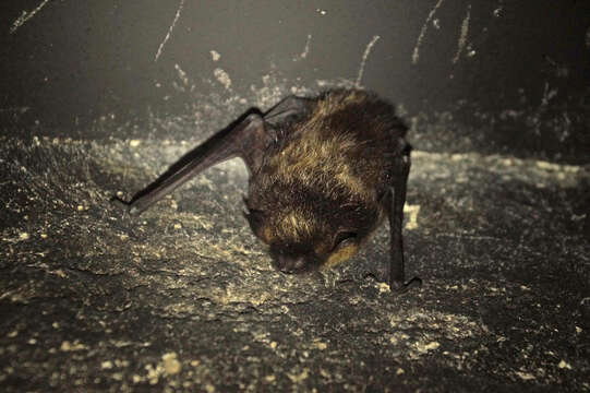 Image of Northern Bat