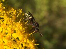 Image of Nomada vicina Cresson 1863