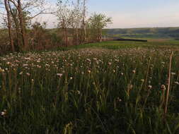 Plancia ëd <i>Erigeron <i>pulchellus</i></i> var. pulchellus