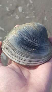 Image of Südliche Quahog-Muschel