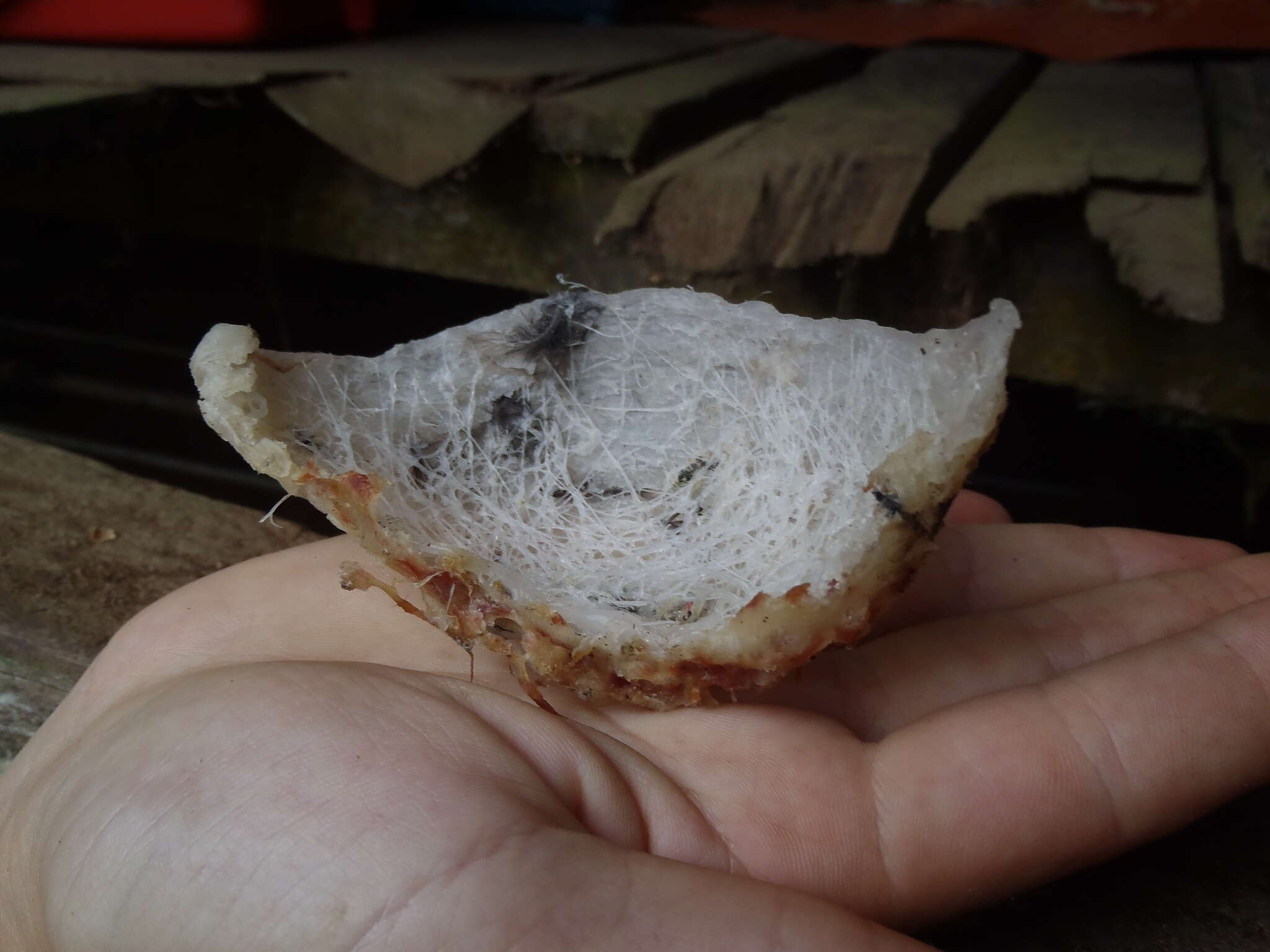 Image of Edible-nest Swiftlet