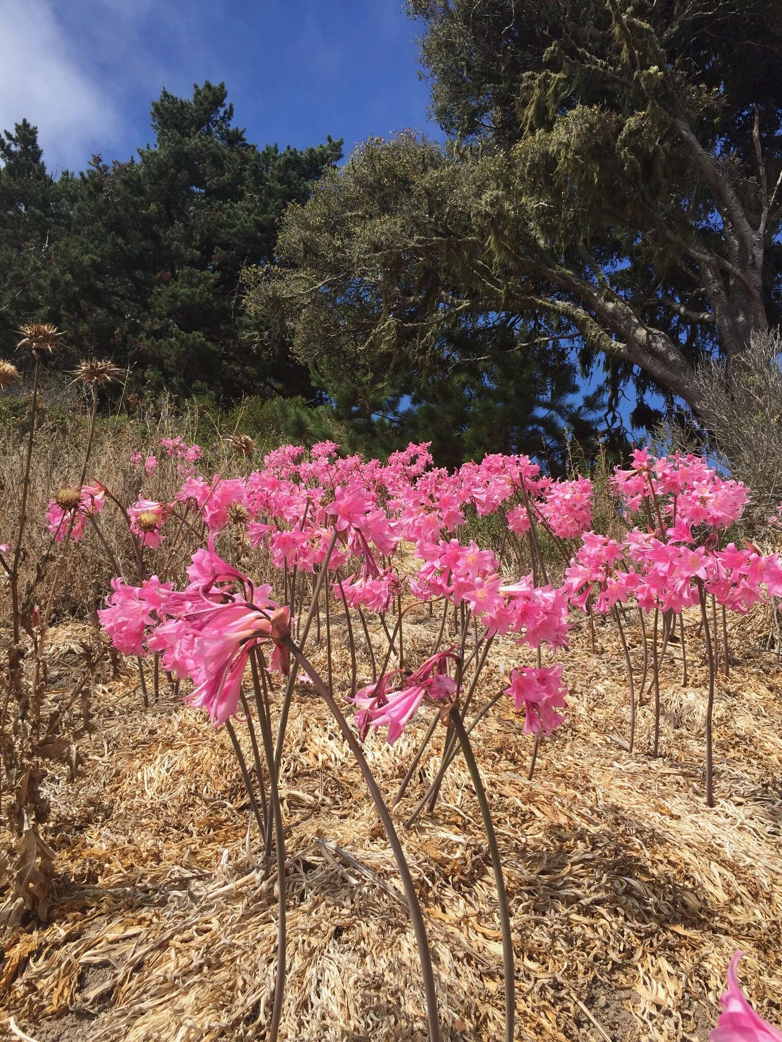 Image of Amaryllis