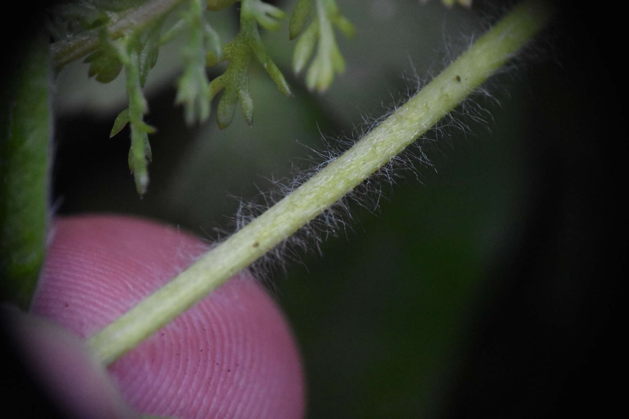 Image of Fragaria vesca subsp. bracteata (A. Heller) Staudt