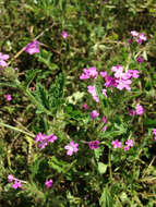 Image de Glandularia polyantha Umber