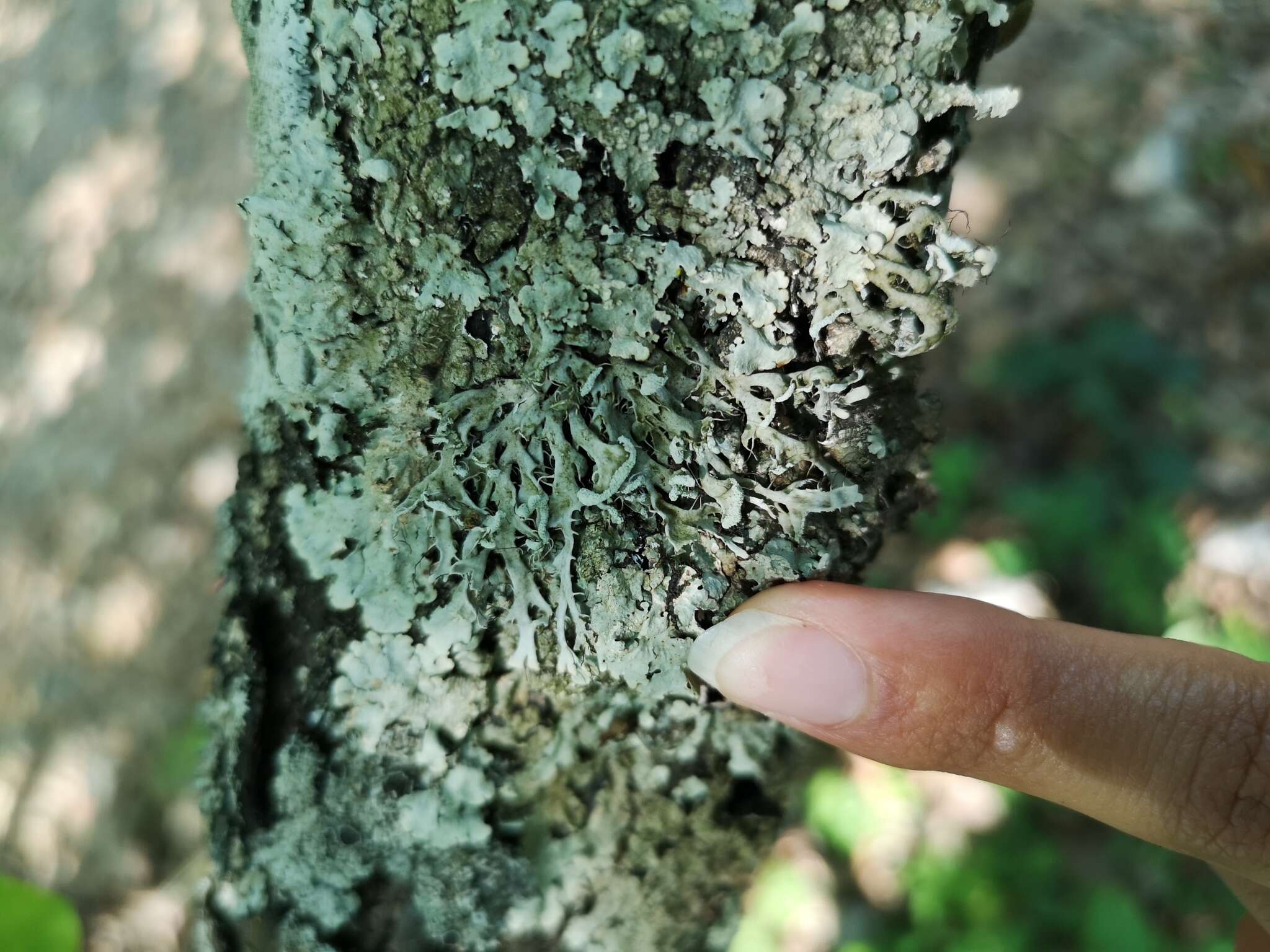 Image of shield lichen