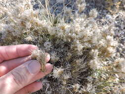 Image of low woollygrass