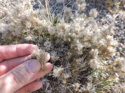 Image of low woollygrass