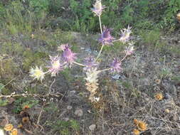 Image of Leavenworth's eryngo