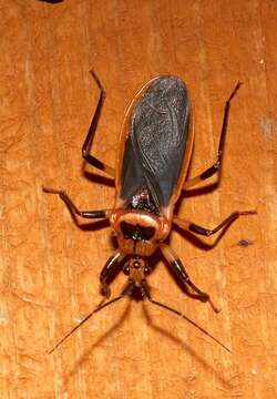 Image of Scarlet-bordered Assassin Bug