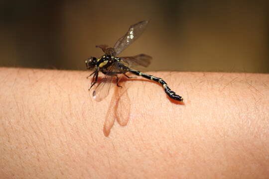 Image of Austroepigomphus Fraser 1953