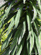 Plancia ëd Echium pininana Webb & Berth.