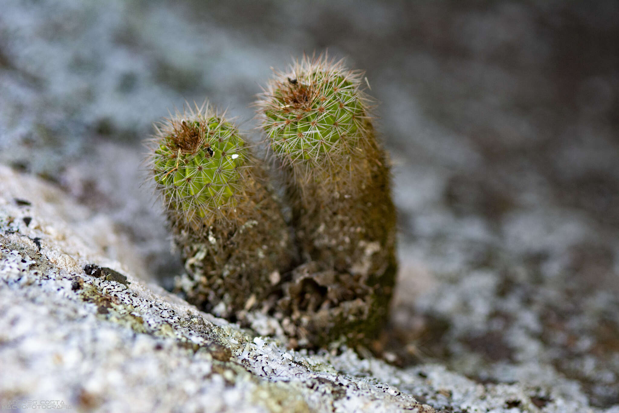 Image of Parodia langsdorffii (Lehm.) D. R. Hunt