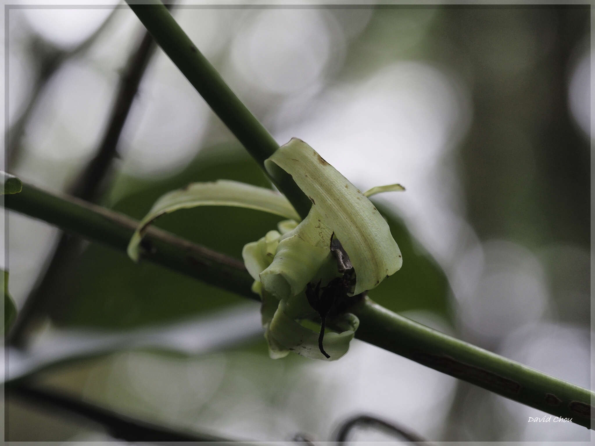 Imagem de Stauntonia obovatifoliola Hayata