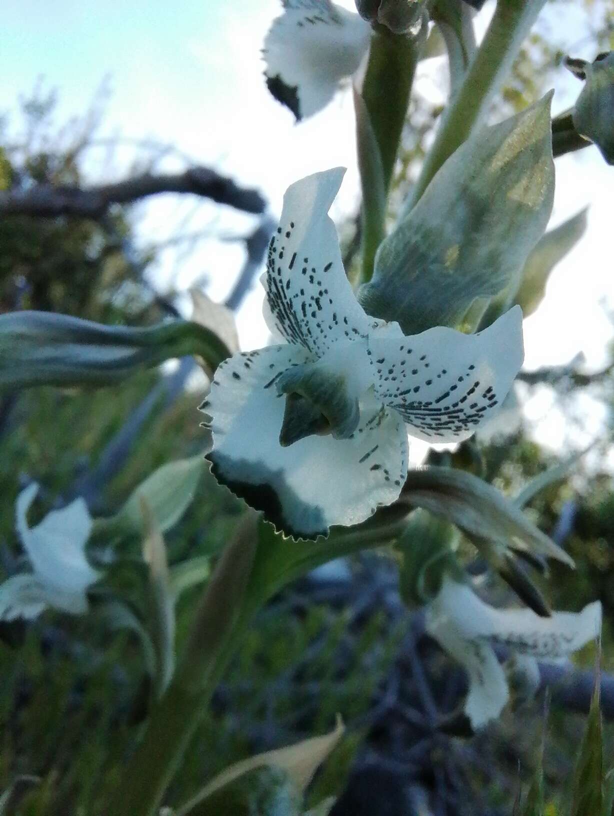 Image of Chloraea galeata Lindl.