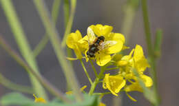 Image of Syrphid fly