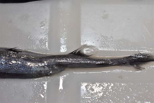 Image of Short-tail Lanternshark