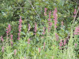 Imagem de Agastache mexicana (Kunth) Lint & Epling