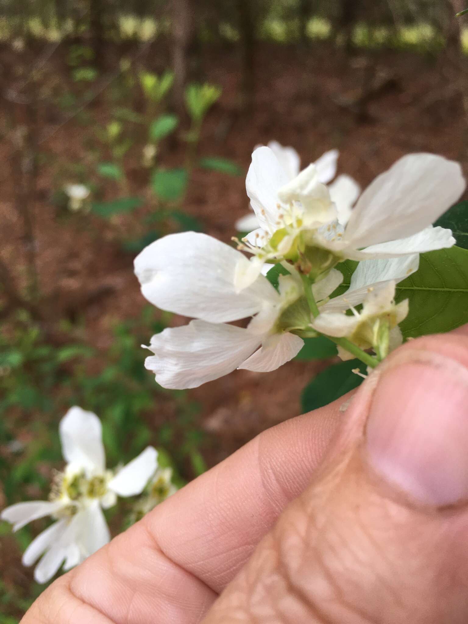 Plancia ëd Exochorda racemosa (Lindl.) Rehd.