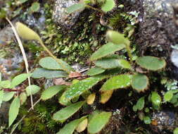 Image of Elaphoglossum spatulatum (Bory) Moore