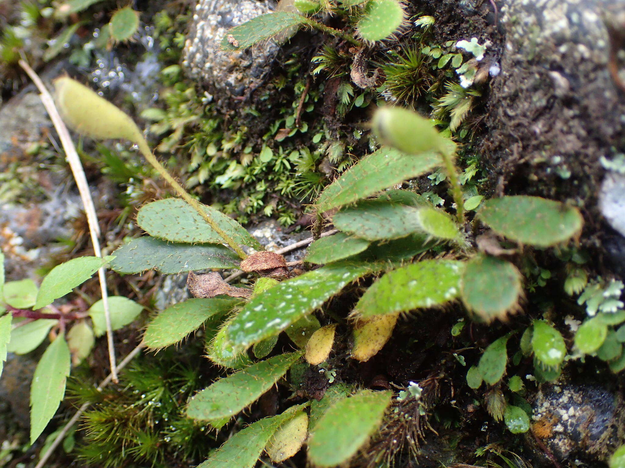 Image of Elaphoglossum spatulatum (Bory) Moore