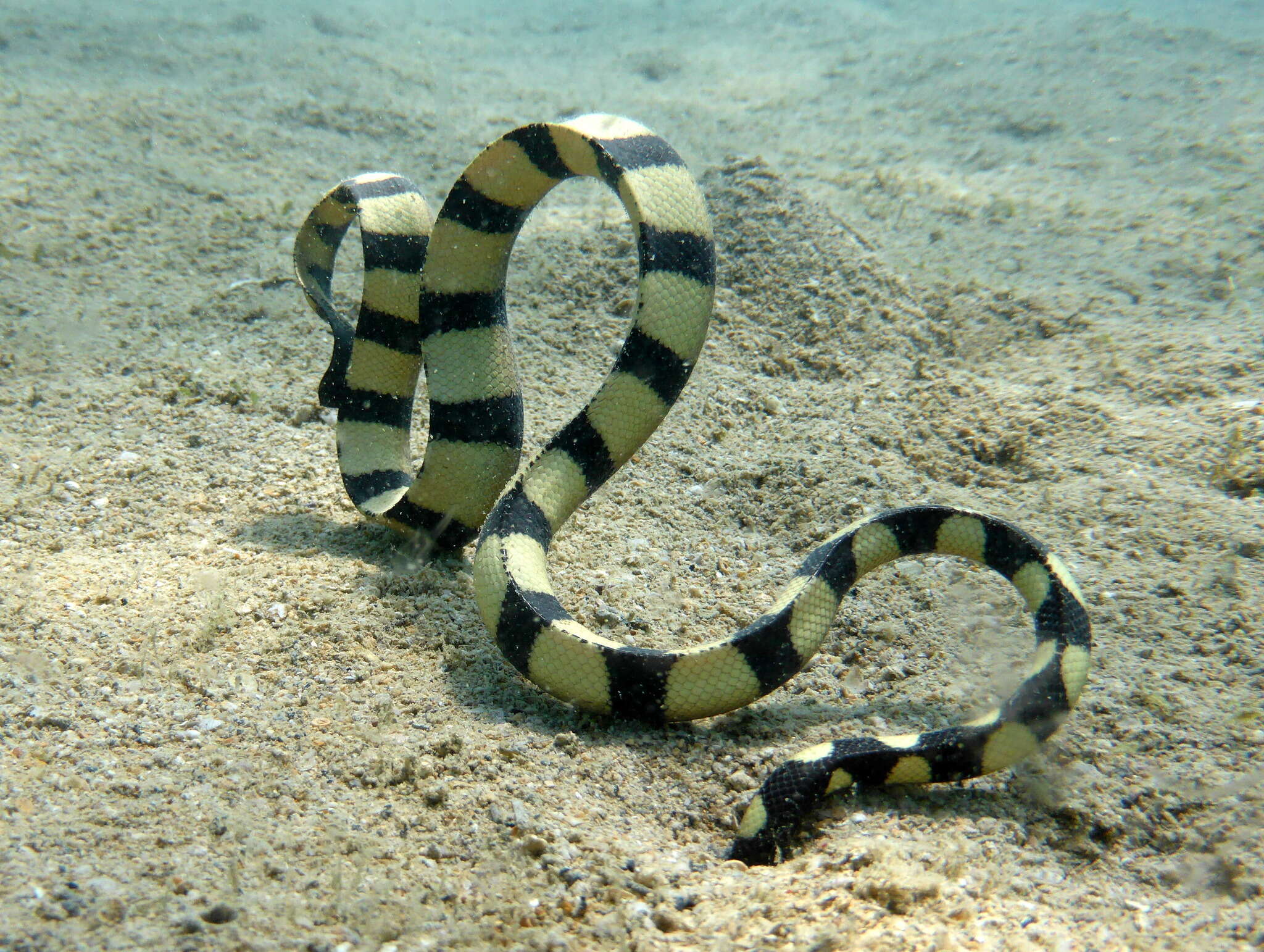 Image of Slender-necked Seasnake