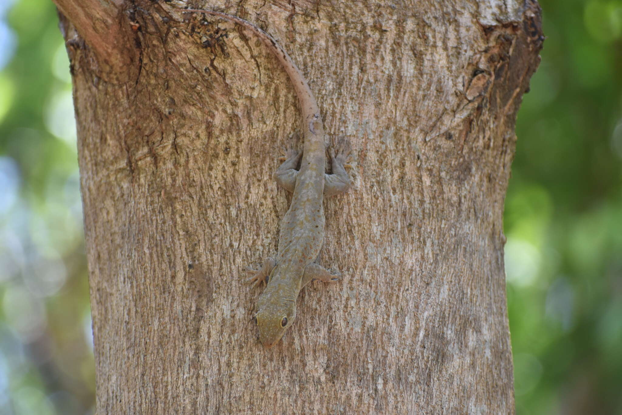 Image of Saint George Island Gecko