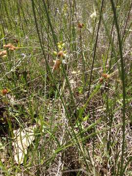 Image of Texas sunnybell