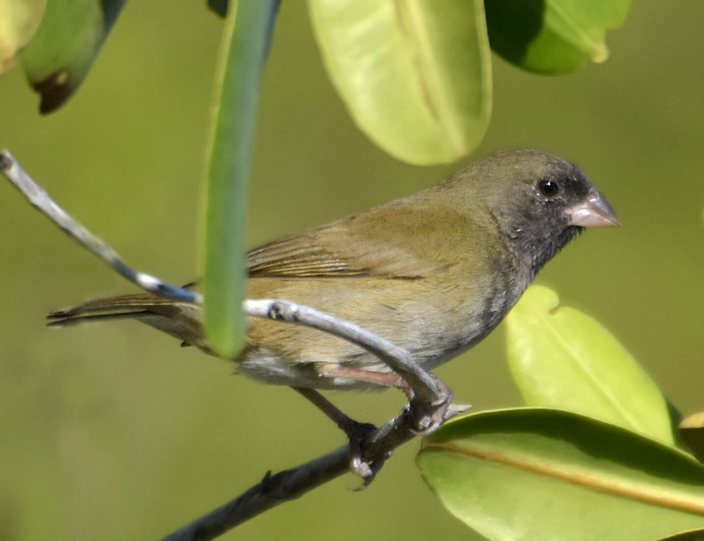 Imagem de Melanospiza bicolor (Linnaeus 1766)