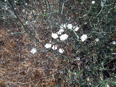 Image of Convolvulus erinaceus Ledeb.