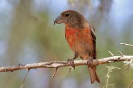 Image of Hispaniolan Crossbill