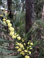 Acacia stricta (Andrews) Willd.的圖片