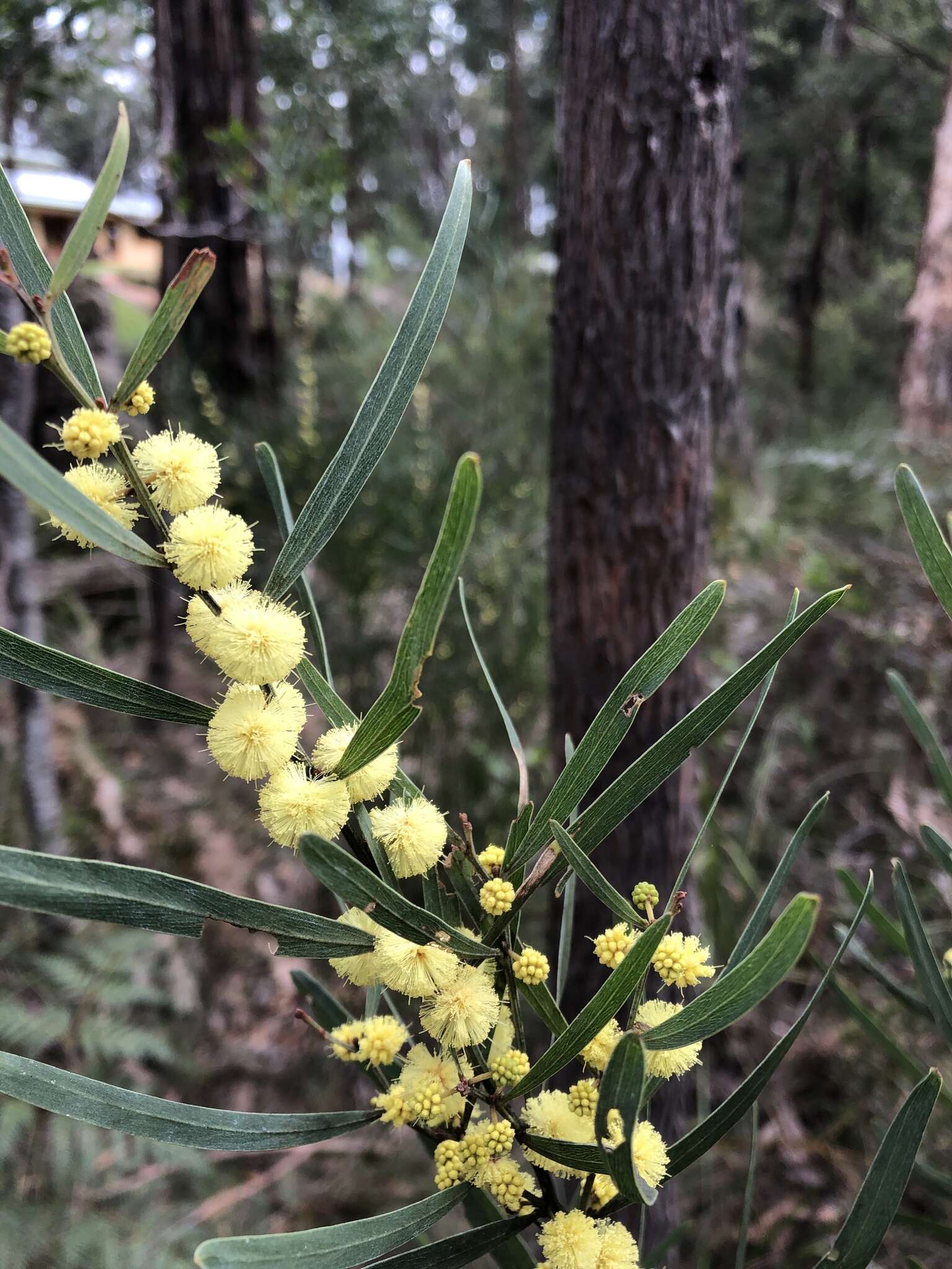 Acacia stricta (Andrews) Willd.的圖片