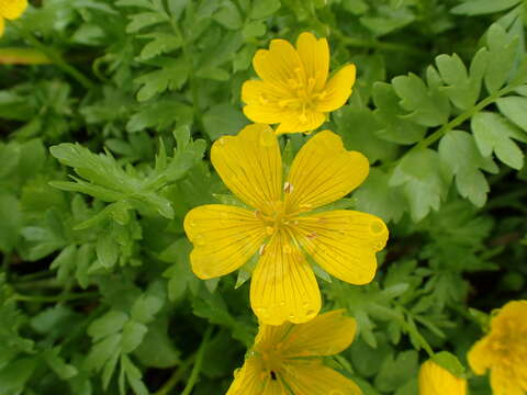 Image of Douglas' meadowfoam