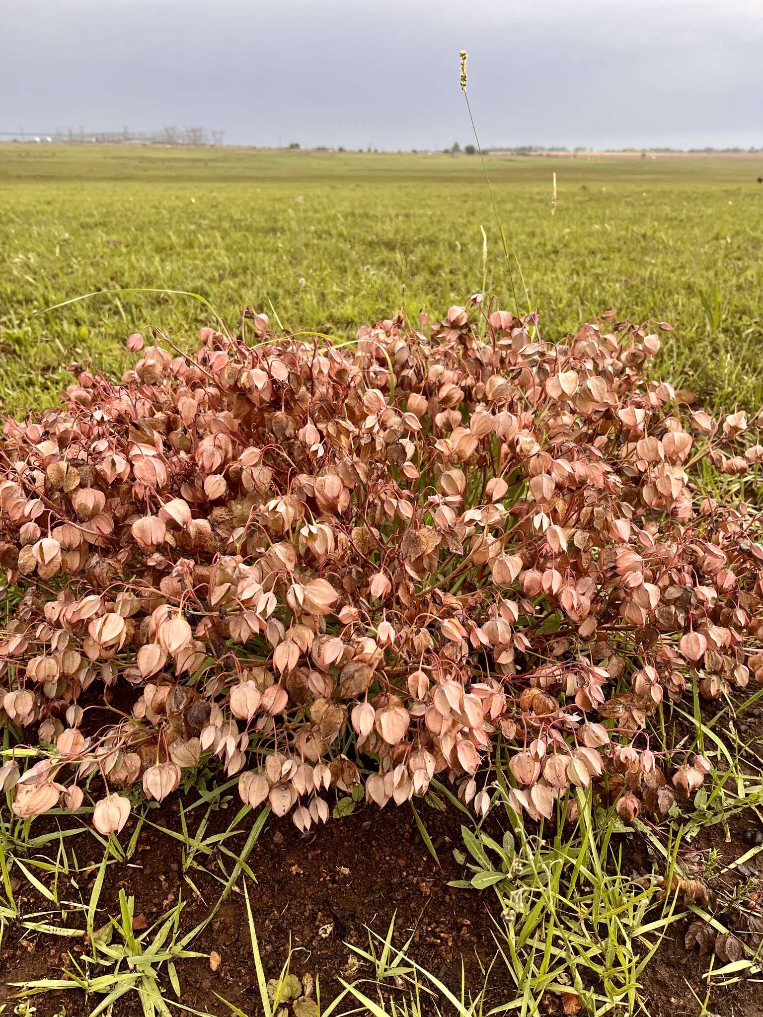 Image of Trichodesma physaloides (Fenzl) A. DC.