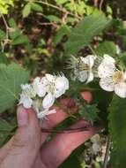 Crataegus coccinioides Ashe resmi