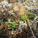 Слика од Haworthia chloracantha var. subglauca Poelln.