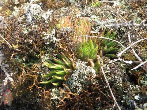 Слика од Haworthia chloracantha var. subglauca Poelln.