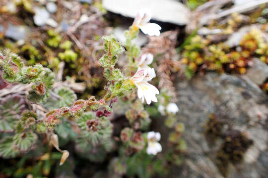 Image of Euphrasia transmorrisonensis var. durietziana (Ohwi) T. C. Huang & M. J. Wu