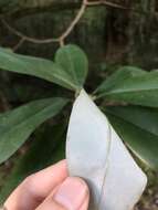 Image of Magnolia virginiana var. australis Sarg.