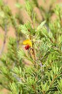 صورة Pultenaea boormanii H. B. Will.