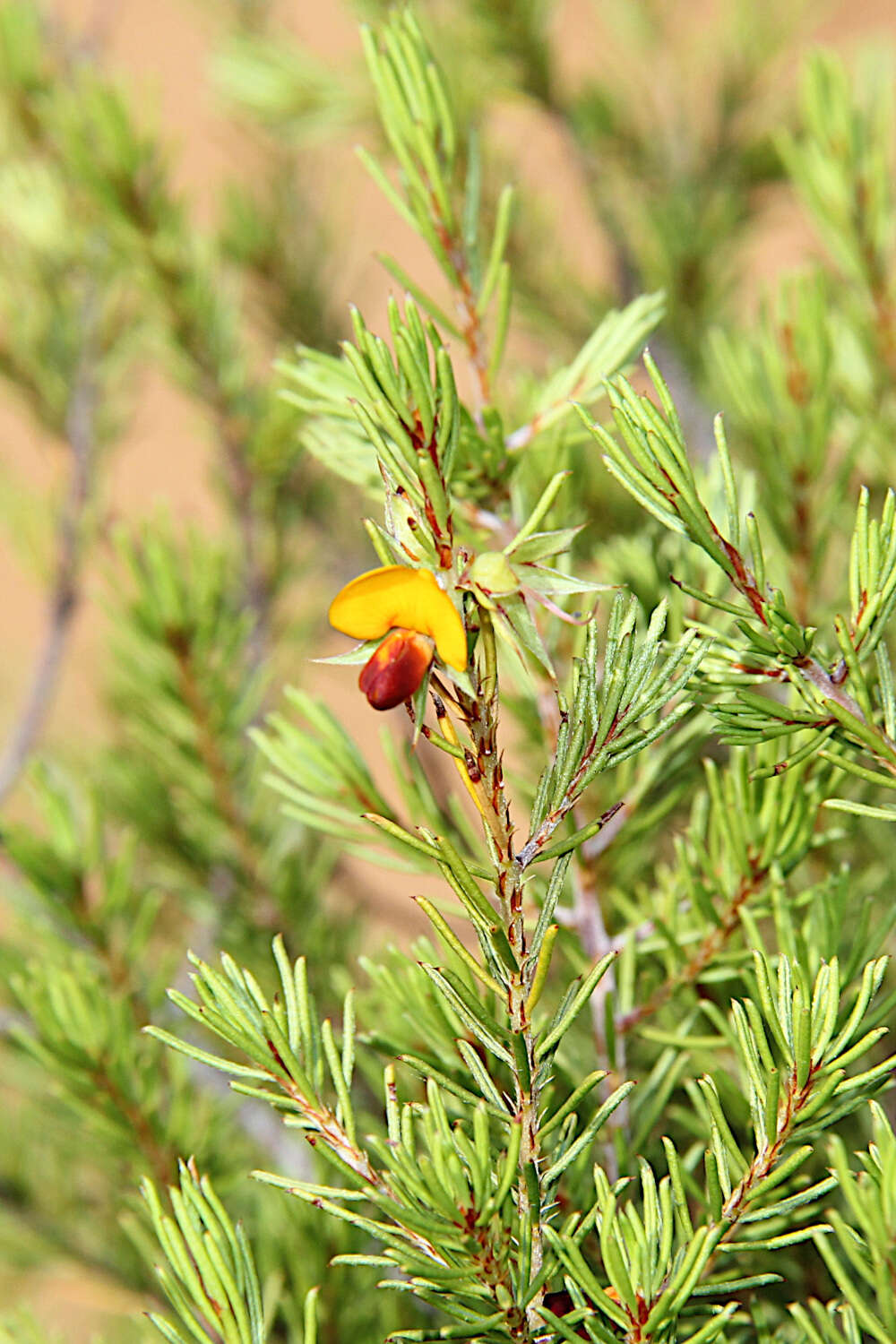 صورة Pultenaea boormanii H. B. Will.