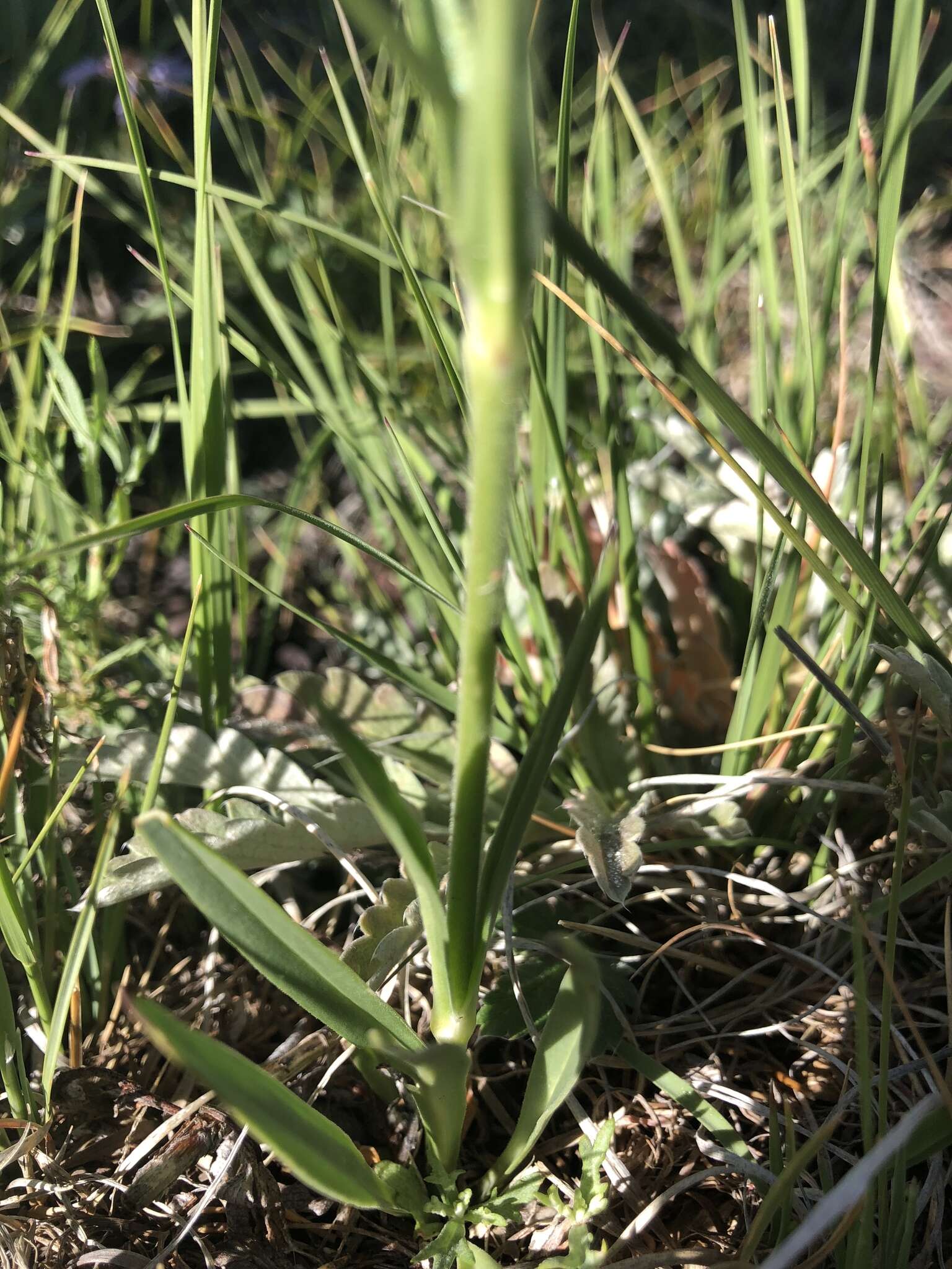 صورة Silene scouleri subsp. pringlei (S. Wats.) C. L. Hitchcock & Maguire