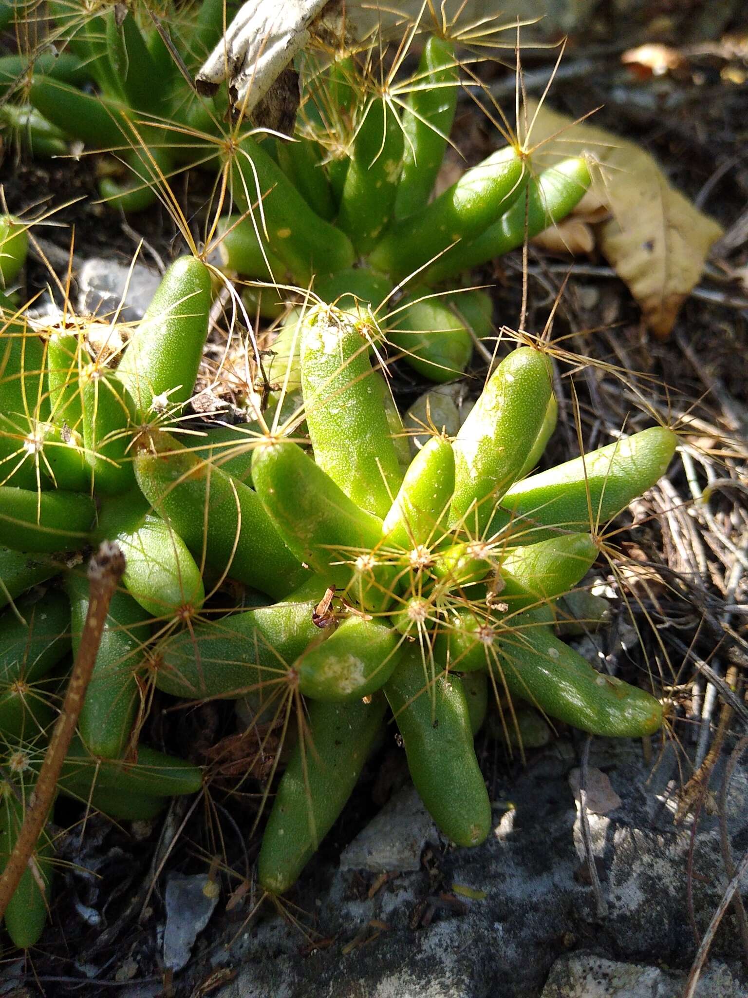 Image of Green-fruit Nipple Cactus