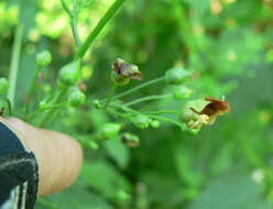 Image de Scrophularia marilandica L.