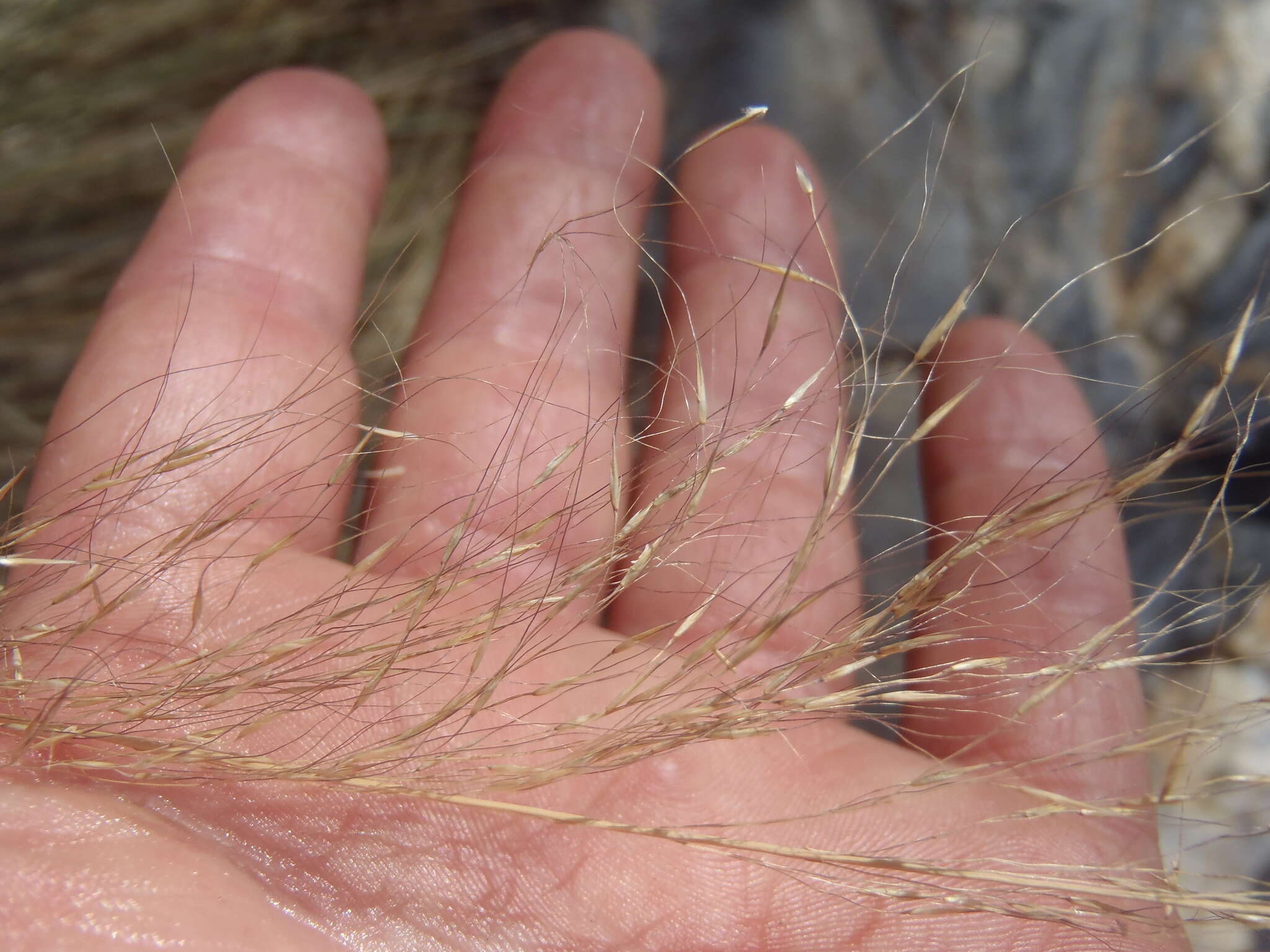 Muhlenbergia elongata Scribn. ex Beal resmi