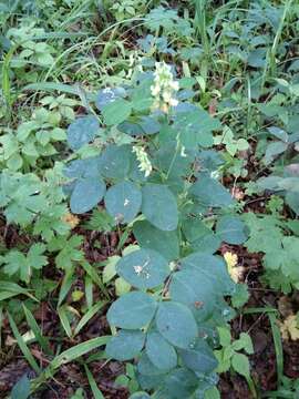 Image of Lathyrus davidii Hance