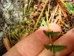 Imagem de Dryopteris fragrans (L.) Schott