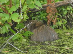 Image of Ondatra zibethicus zibethicus