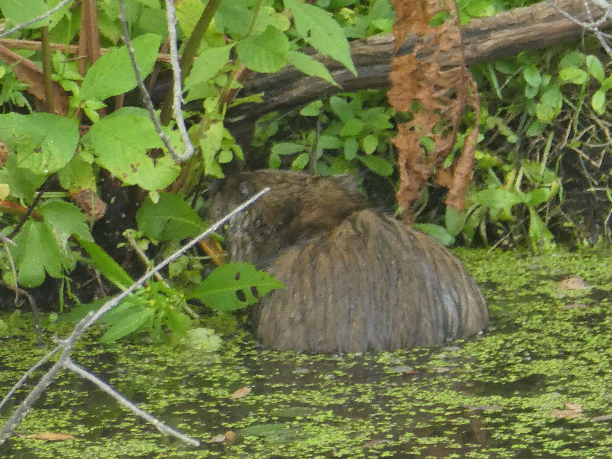 Image of Ondatra zibethicus zibethicus